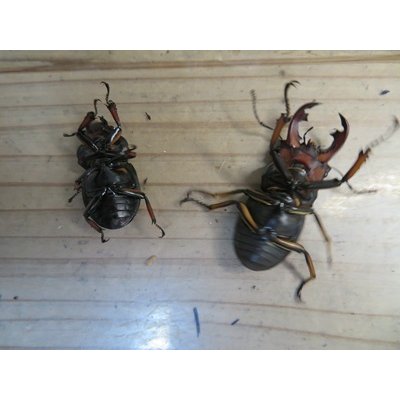 画像6: ☆貴重種☆ジョンストンメンガタクワガタ♂45ミリ♀32ミリ新成虫ペア販売！！