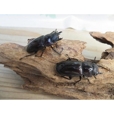 画像4: ☆新成虫☆ムラトゥス産！マンディブラリスフタマタクワガタ♂63ミリ♀42ミリペア＋♀40ミリ計3頭トリオ販売！！