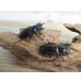 画像4: ☆新成虫☆ムラトゥス産！マンディブラリスフタマタクワガタ♂63ミリ♀42ミリペア＋♀40ミリ計3頭トリオ販売！！ (4)