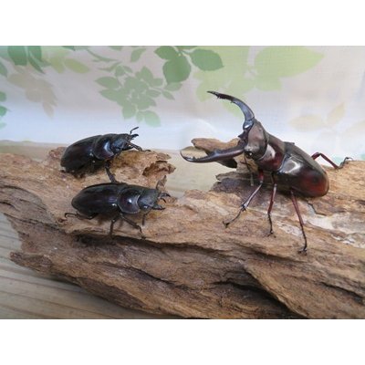 画像5: ☆新成虫☆ムラトゥス産！マンディブラリスフタマタクワガタ♂63ミリ♀42ミリペア＋♀40ミリ計3頭トリオ販売！！