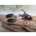 画像5: ☆新成虫☆ムラトゥス産！マンディブラリスフタマタクワガタ♂63ミリ♀42ミリペア＋♀40ミリ計3頭トリオ販売！！ (5)