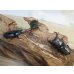 画像5: ☆新成虫☆スツラリスオオクワガタ♂43ミリ♀36ミリペア＋♀33ミリ計3頭トリオ販売！！ (5)