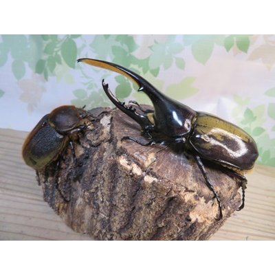 画像5: ☆新成虫☆D.H.ヘラクレス♂127ミリ♀63ミリペア販売！！