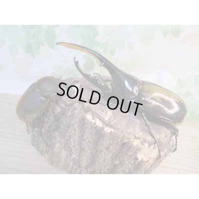 画像5: ☆新成虫☆D.H.ヘラクレス♂127ミリ♀63ミリペア販売！！