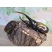 画像5: ☆新成虫☆D.H.ヘラクレス♂127ミリ♀63ミリペア販売！！ (5)