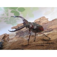 ☆新成虫☆ムラトゥス産！マンディブラリスフタマタクワガタ♂63ミリ♀42ミリペア＋♀40ミリ計3頭トリオ販売！！