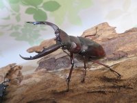 ☆新成虫☆ムラトゥス産！マンディブラリスフタマタクワガタ♂63ミリ♀42ミリペア＋♀40ミリ計3頭トリオ販売！！