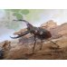 画像1: ☆新成虫☆ムラトゥス産！マンディブラリスフタマタクワガタ♂63ミリ♀42ミリペア＋♀40ミリ計3頭トリオ販売！！ (1)