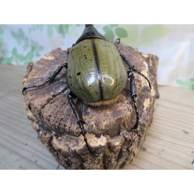 画像3: ☆新成虫☆D.H.ヘラクレス♂114ミリ♀61ミリペア販売！！