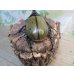 画像3: ☆新成虫☆D.H.ヘラクレス♂114ミリ♀61ミリペア販売！！ (3)