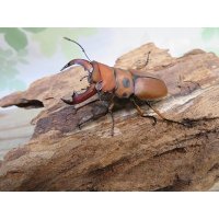 ☆貴重種☆ジョンストンメンガタクワガタ♂45ミリ♀32ミリ新成虫ペア販売！！