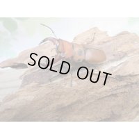 ☆貴重種☆ジョンストンメンガタクワガタ♂45ミリ♀32ミリ新成虫ペア販売！！