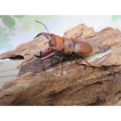 画像1: ☆貴重種☆ジョンストンメンガタクワガタ♂45ミリ♀32ミリ新成虫ペア販売！！