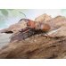 画像1: ☆貴重種☆ジョンストンメンガタクワガタ♂45ミリ♀32ミリ新成虫ペア販売！！ (1)