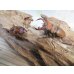 画像5: ☆貴重種☆ジョンストンメンガタクワガタ♂45ミリ♀32ミリ新成虫ペア販売！！ (5)
