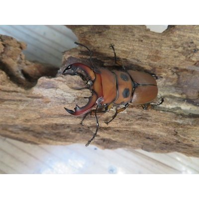 画像2: ☆貴重種☆ジョンストンメンガタクワガタ♂45ミリ♀32ミリ新成虫ペア販売！！