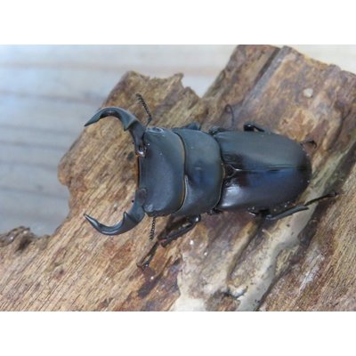 画像2: ☆新成虫☆スツラリスオオクワガタ♂43ミリ♀36ミリペア＋♀33ミリ計3頭トリオ販売！！