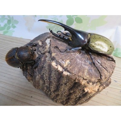 画像5: ☆新成虫☆D.H.ヘラクレス♂114ミリ♀61ミリペア販売！！
