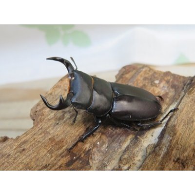 画像1: ☆新成虫☆スツラリスオオクワガタ♂43ミリ♀36ミリペア＋♀33ミリ計3頭トリオ販売！！