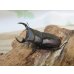 画像1: ☆新成虫☆スツラリスオオクワガタ♂43ミリ♀36ミリペア＋♀33ミリ計3頭トリオ販売！！ (1)