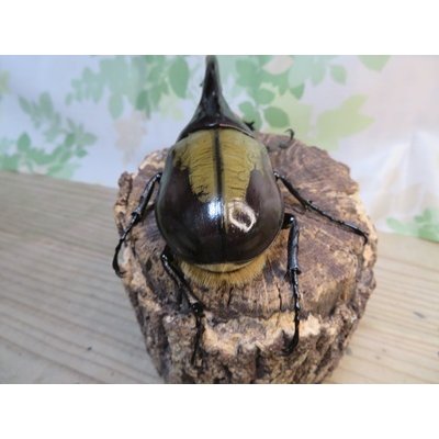 画像3: ☆新成虫☆D.H.ヘラクレス♂127ミリ♀63ミリペア販売！！