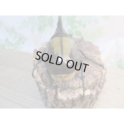 画像3: ☆新成虫☆D.H.ヘラクレス♂127ミリ♀63ミリペア販売！！