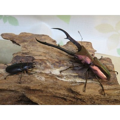 画像5: パープル血統☆ペレメタ☆メタリフェルホソアカクワガタ♂75♀フリーサイズ新成虫ペア販売！！