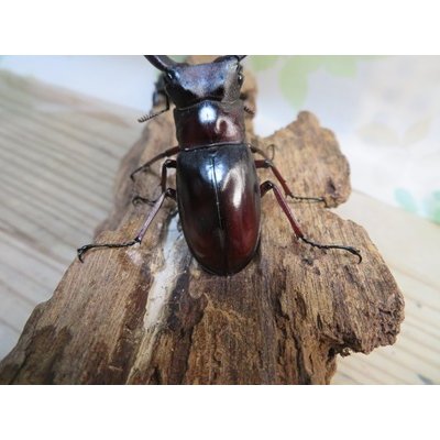 画像3: ☆新成虫☆ムラトゥス産！マンディブラリスフタマタクワガタ♂63ミリ♀42ミリペア＋♀40ミリ計3頭トリオ販売！！