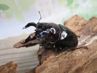☆人気種☆レギウスオオツヤクワガタ（赤レギ）♂66ミリ♀43ミリ新成虫ペア販売！！