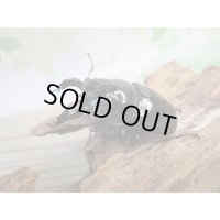 ☆人気種☆レギウスオオツヤクワガタ（赤レギ）♂66ミリ♀43ミリ新成虫ペア販売！！