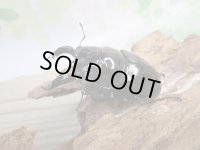 ☆人気種☆レギウスオオツヤクワガタ（赤レギ）♂66ミリ♀43ミリ新成虫ペア販売！！