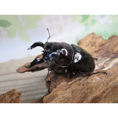 画像1: ☆人気種☆レギウスオオツヤクワガタ（赤レギ）♂66ミリ♀43ミリ新成虫ペア販売！！