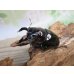 画像1: ☆人気種☆レギウスオオツヤクワガタ（赤レギ）♂66ミリ♀43ミリ新成虫ペア販売！！ (1)