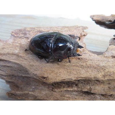 画像4: ☆人気種☆レギウスオオツヤクワガタ（赤レギ）♂66ミリ♀43ミリ新成虫ペア販売！！