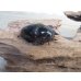 画像4: ☆人気種☆レギウスオオツヤクワガタ（赤レギ）♂66ミリ♀43ミリ新成虫ペア販売！！ (4)