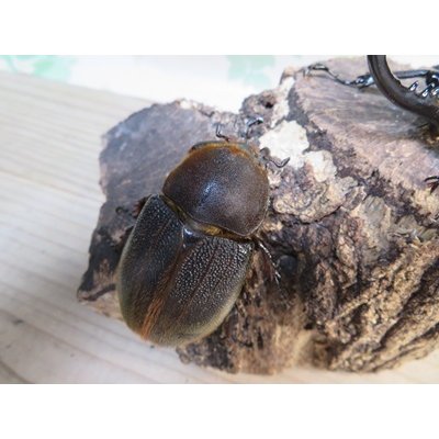 画像4: ☆新成虫☆D.H.ヘラクレス♂127ミリ♀63ミリペア販売！！