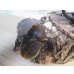 画像4: ☆新成虫☆D.H.ヘラクレス♂127ミリ♀63ミリペア販売！！ (4)