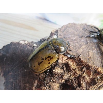 画像4: ☆新成虫☆ティティウスシロカブト♂53ミリ♀47ミリペア販売！！
