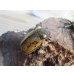 画像4: ☆新成虫☆ティティウスシロカブト♂53ミリ♀47ミリペア販売！！ (4)