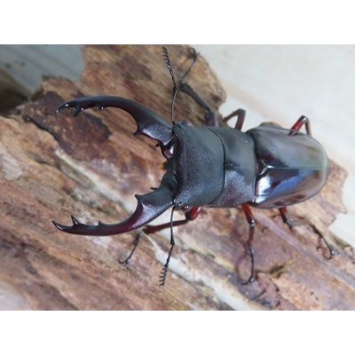 画像2: ☆新成虫☆ボーリンフタマタクワガタ（原名亜種）♂67ミリ♀40ミリ別血統ペア販売！！