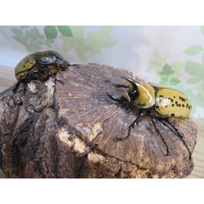 画像5: ☆新成虫☆ティティウスシロカブト♂53ミリ♀47ミリペア販売！！