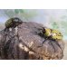 画像5: ☆新成虫☆ティティウスシロカブト♂53ミリ♀47ミリペア販売！！ (5)