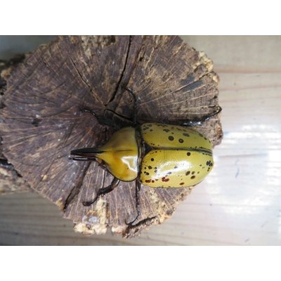 画像2: ☆新成虫☆ティティウスシロカブト♂53ミリ♀48ミリペア販売！！