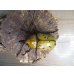 画像2: ☆新成虫☆ティティウスシロカブト♂53ミリ♀48ミリペア販売！！ (2)