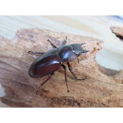 画像4: ☆新成虫☆ボーリンフタマタクワガタ（原名亜種）♂67ミリ♀40ミリ別血統ペア販売！！