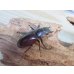 画像4: ☆新成虫☆ボーリンフタマタクワガタ（原名亜種）♂67ミリ♀40ミリ別血統ペア販売！！ (4)