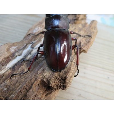 画像3: ☆新成虫☆ボーリンフタマタクワガタ（原名亜種）♂67ミリ♀40ミリ別血統ペア販売！！