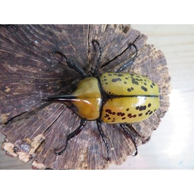 画像2: ☆新成虫☆ティティウスシロカブト♂53ミリ♀47ミリペア販売！！