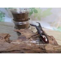 ☆1セット限定☆ボーリンフタマタクワガタ（原名亜種）初二令幼虫3頭セット販売！！