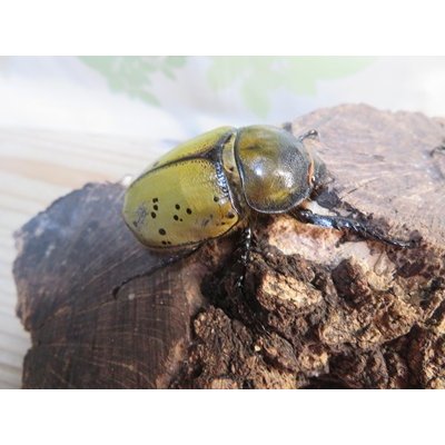 画像4: ☆新成虫☆ティティウスシロカブト♂53ミリ♀48ミリペア販売！！